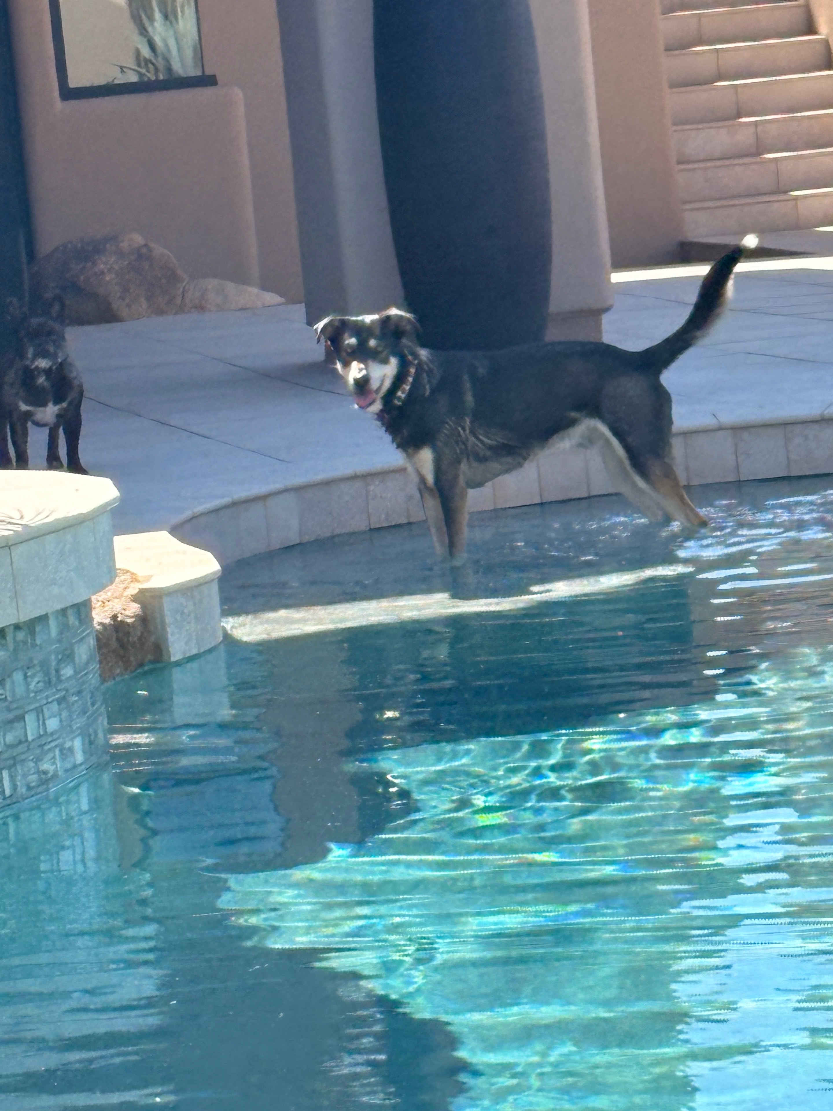 Dogs socializing and playing together off leash