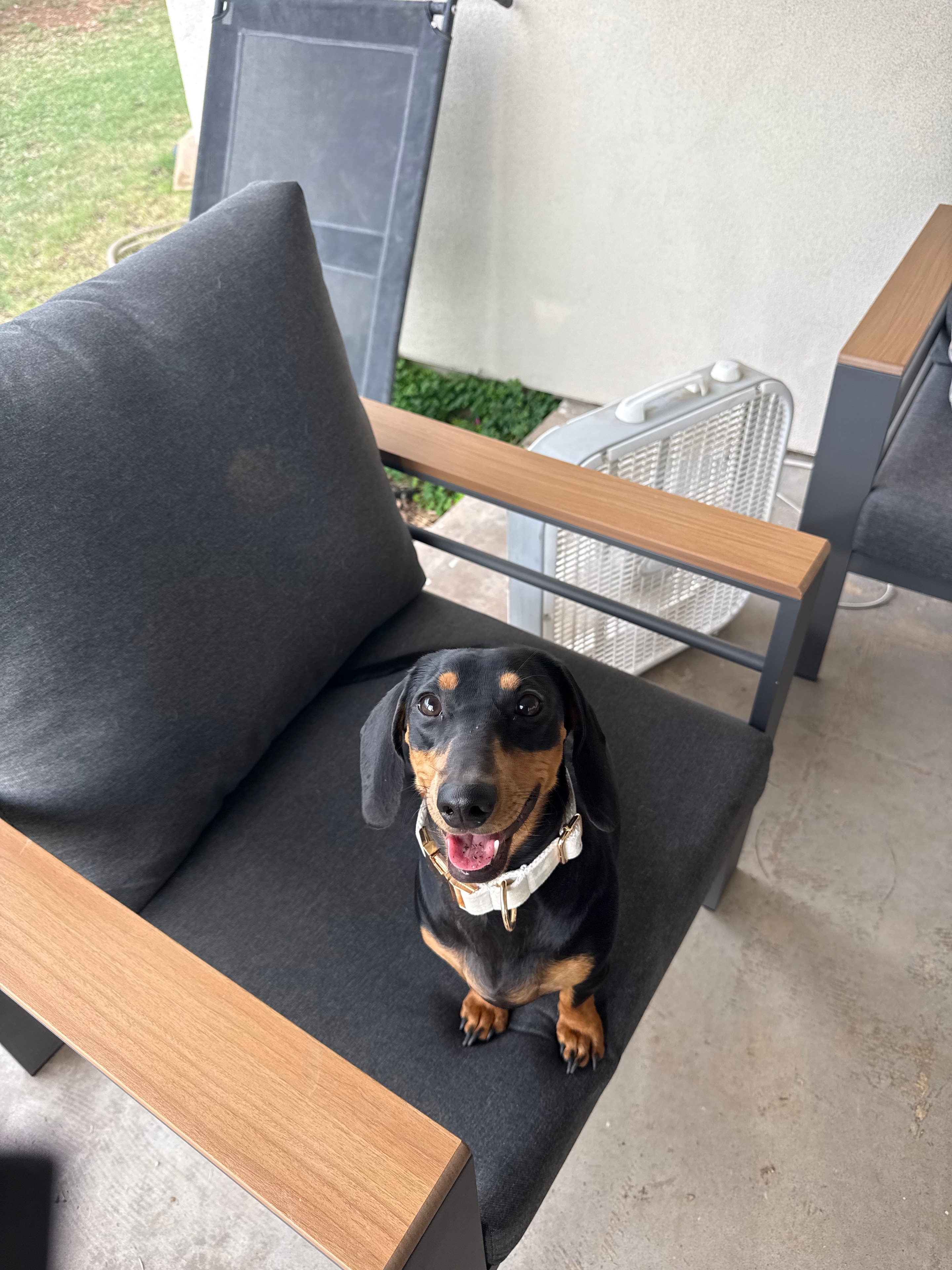 Dog ready for a weekend adventure